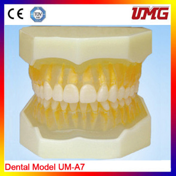 Enlarged Dental Care Anatomical Teeth Teaching Model, Tooth Model